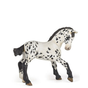 PULEDRO APPALOOSA