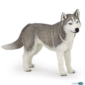 HUSKY SIBERIANO